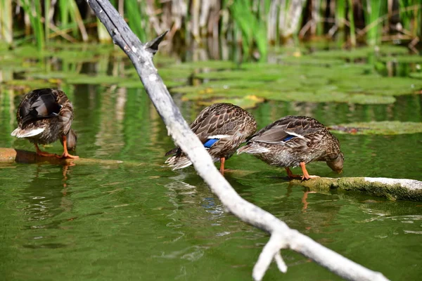 Vahşi ördekler nehirde yüzer 