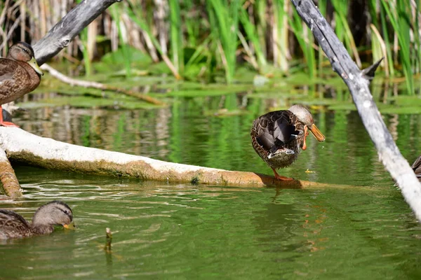 Wilde Eenden Zwemmen Rivier — Stockfoto