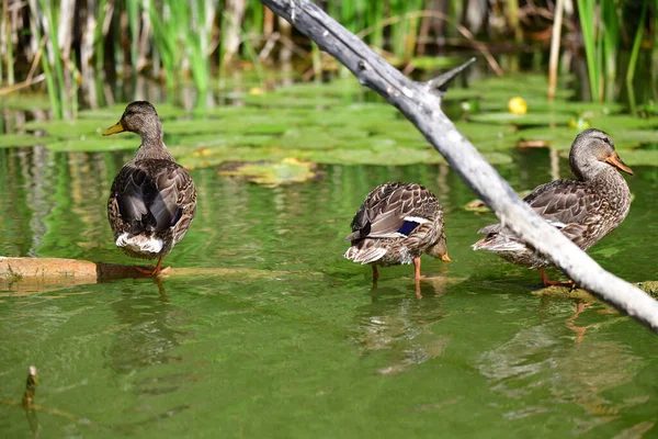 Patos Selvagens Nadam Rio — Fotografia de Stock