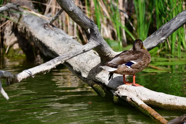 Wilde Eenden Zwemmen Rivier — Stockfoto