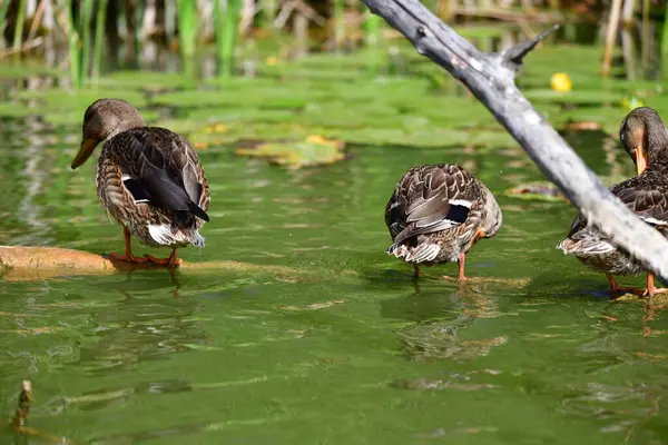 Vahşi ördekler nehirde yüzer 