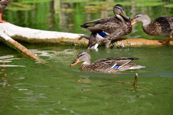 Wilde Eenden Zwemmen Rivier — Stockfoto