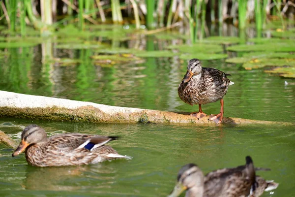 Wilde Eenden Zwemmen Rivier — Stockfoto