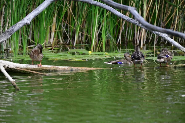 Vahşi ördekler nehirde yüzer 