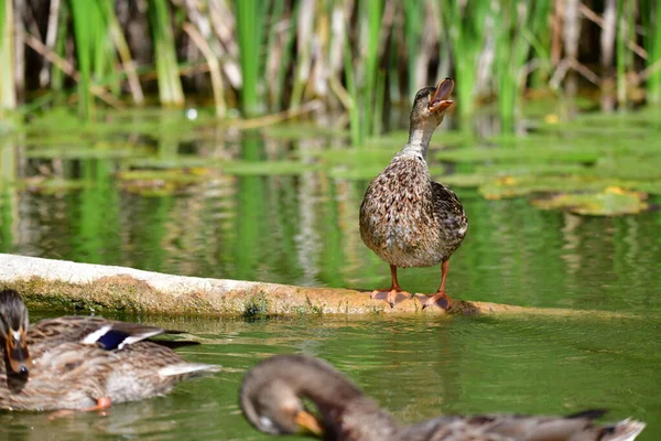 Vahşi ördekler nehirde yüzer 