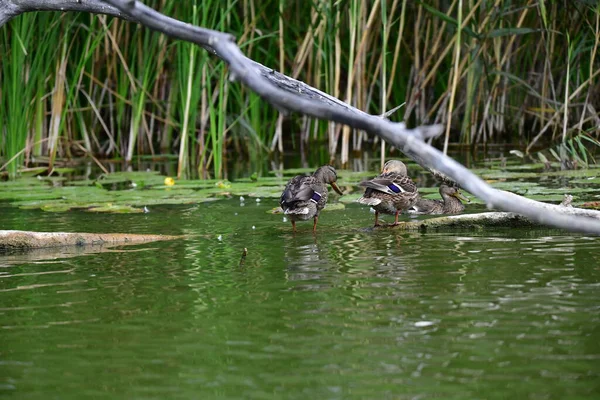 Wilde Eenden Zwemmen Rivier — Stockfoto