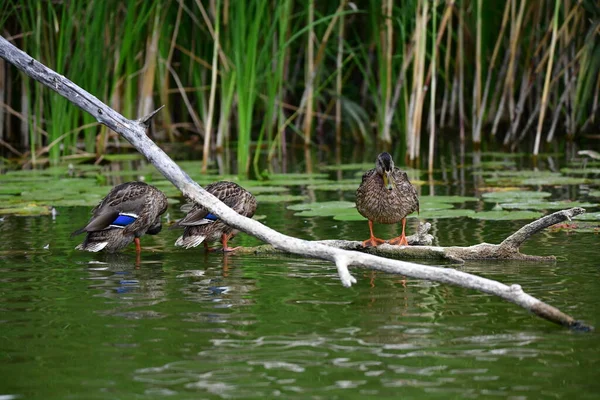Vahşi ördekler nehirde yüzer 