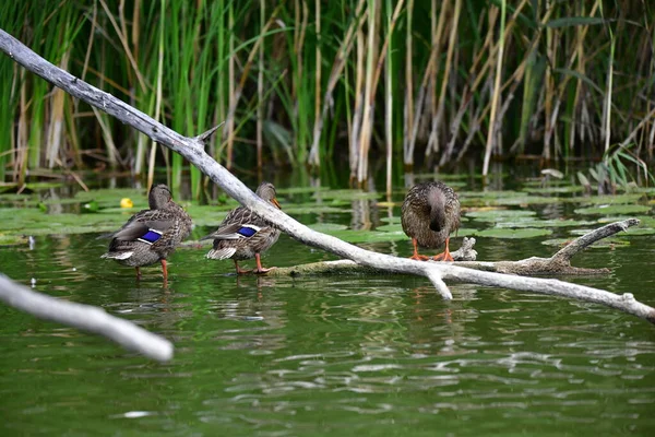 Vahşi ördekler nehirde yüzer 