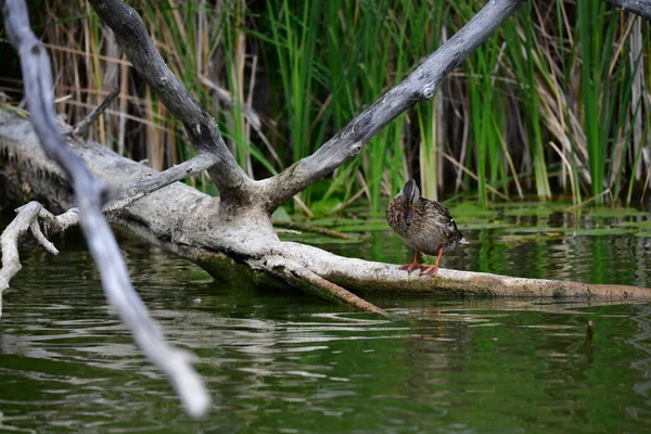 Vahşi ördekler nehirde yüzer 