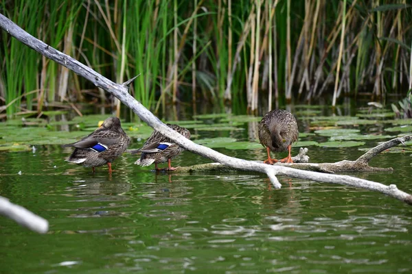 Wilde Eenden Zwemmen Rivier — Stockfoto