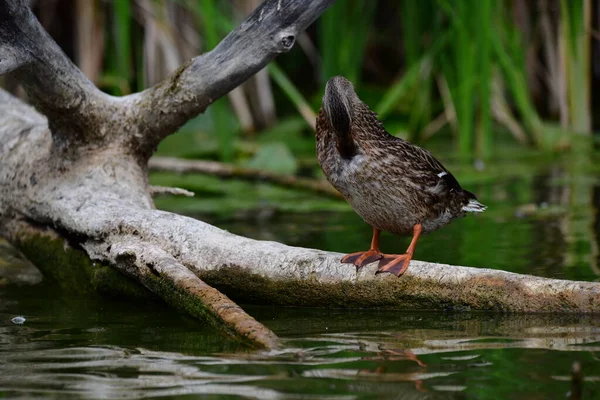 Wilde Eenden Zwemmen Rivier — Stockfoto