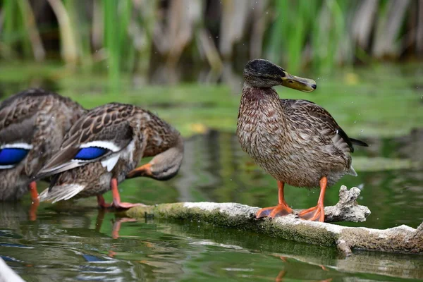 Vahşi ördekler nehirde yüzer 