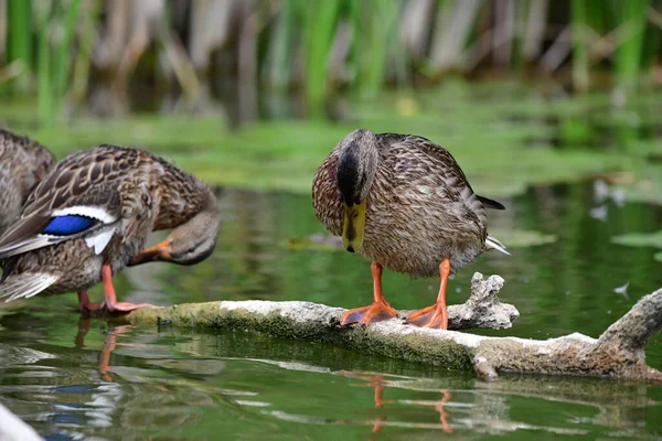 Vahşi ördekler nehirde yüzer 