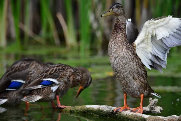 Wilde Eenden Zwemmen Rivier — Stockfoto