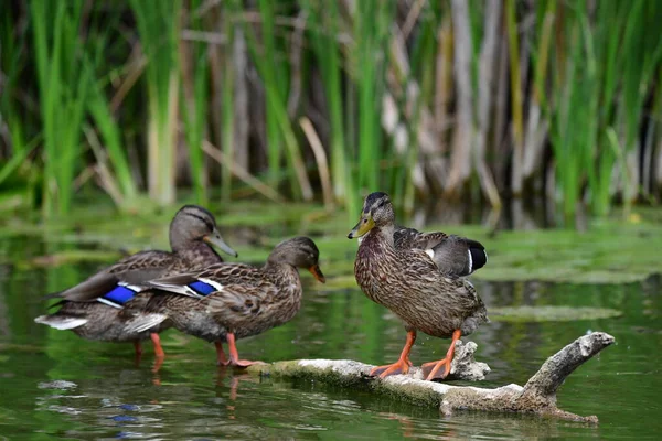 Vahşi ördekler nehirde yüzer 