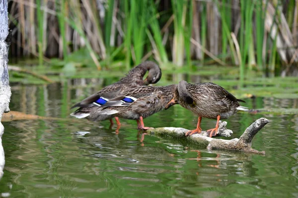 Wilde Eenden Zwemmen Rivier — Stockfoto