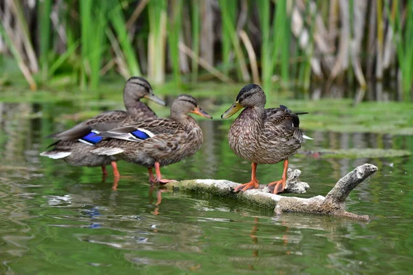 Wilde Eenden Zwemmen Rivier — Stockfoto