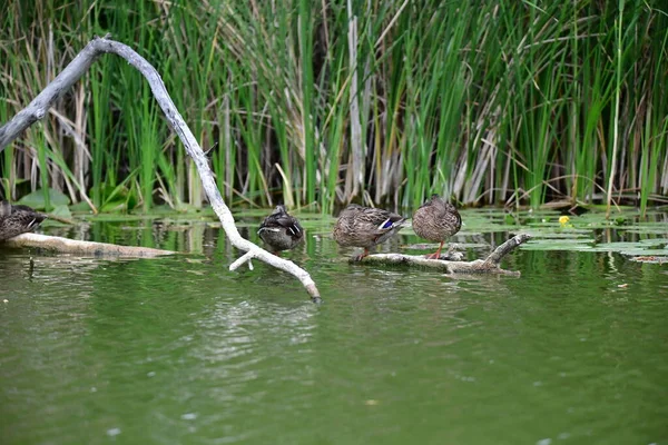 Vahşi ördekler nehirde yüzer 