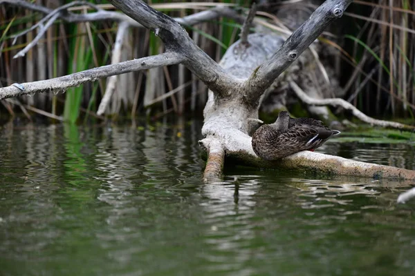 Vahşi ördekler nehirde yüzer 