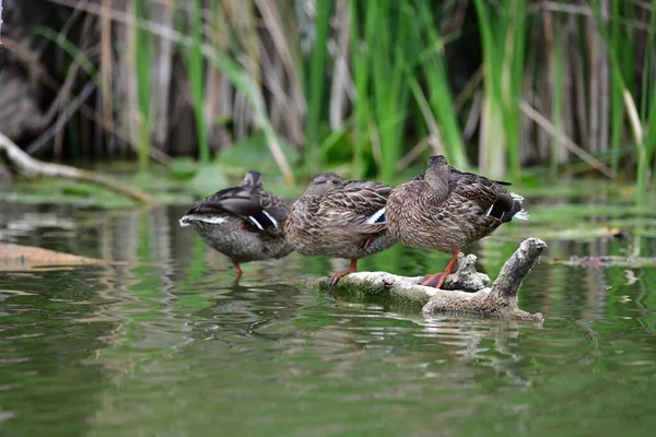 Vahşi ördekler nehirde yüzer 