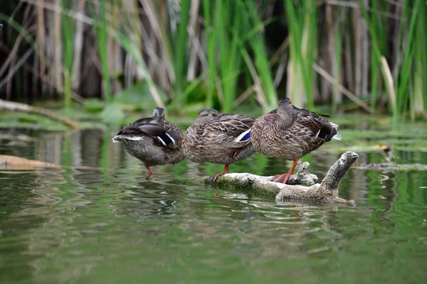 Vahşi ördekler nehirde yüzer 