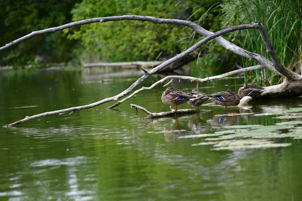 Vahşi ördekler nehirde yüzer 