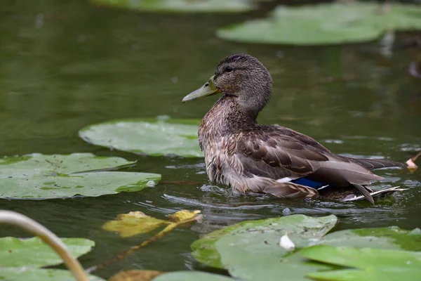 Wilde Eenden Zwemmen Rivier — Stockfoto