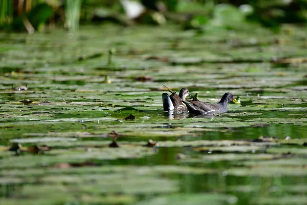 Wildenten Schwimmen Auf Dem Fluss — Stockfoto