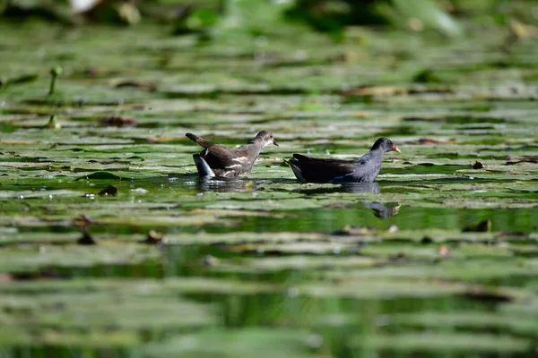 Wildenten Schwimmen Auf Dem Fluss — Stockfoto