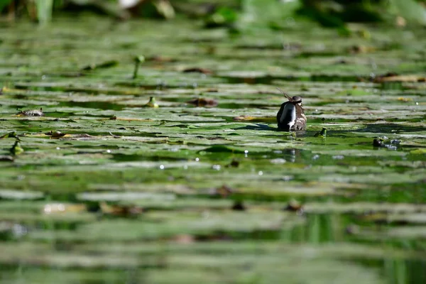 Wildenten Schwimmen Auf Dem Fluss — Stockfoto