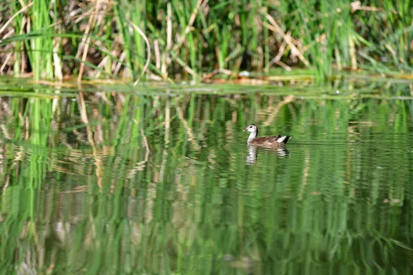 Wildenten Schwimmen Auf Dem Fluss — Stockfoto