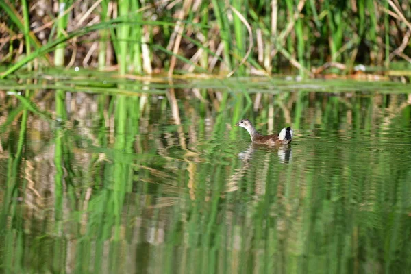 Vahşi ördekler nehirde yüzer 