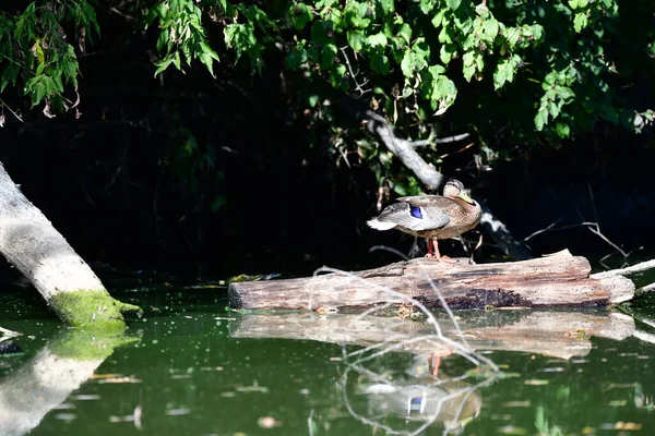 Vahşi ördekler nehirde yüzer 