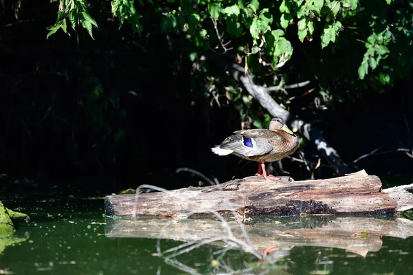 Vahşi ördekler nehirde yüzer 