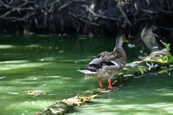 Vahşi ördekler nehirde yüzer 