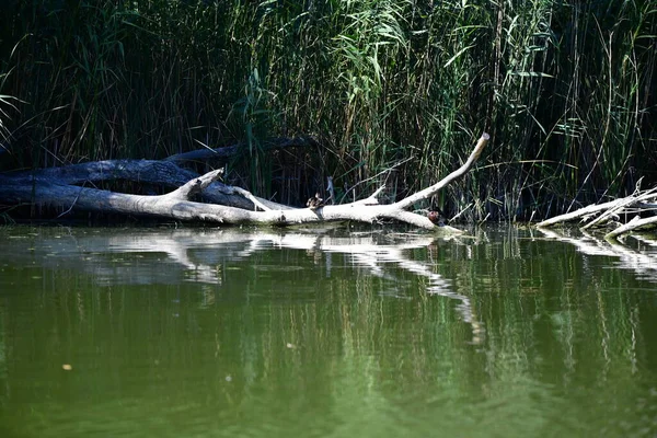 Vahşi ördekler nehirde yüzer 