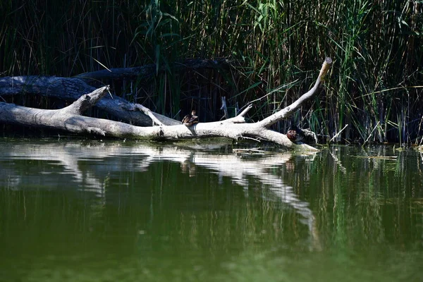 Vahşi ördekler nehirde yüzer 