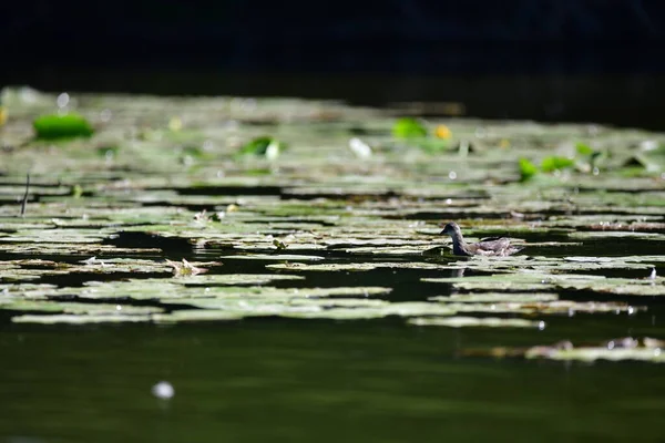 Vahşi ördekler nehirde yüzer 