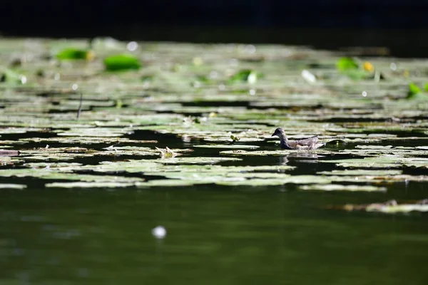 Vahşi ördekler nehirde yüzer
