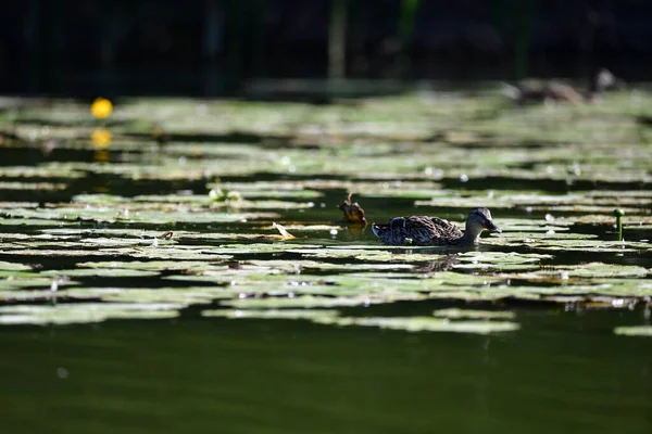 Vahşi ördekler nehirde yüzer