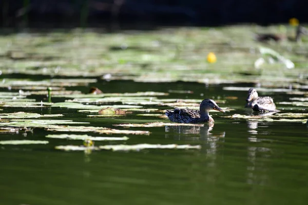 Patos Selvagens Nadam Rio — Fotografia de Stock