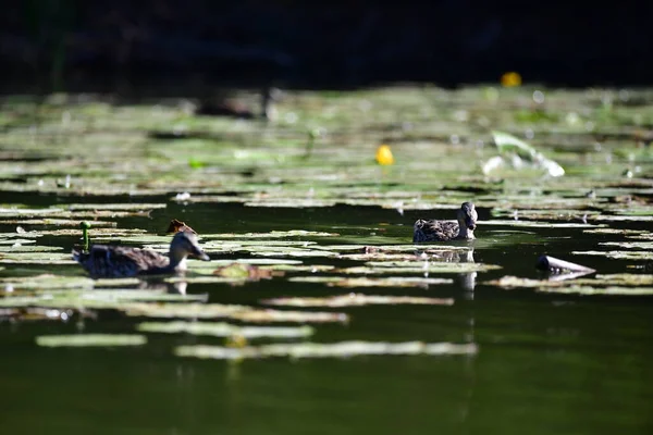 Vahşi ördekler nehirde yüzer