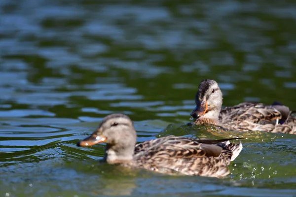 Anatre Selvatiche Nuotano Sul Fiume — Foto Stock