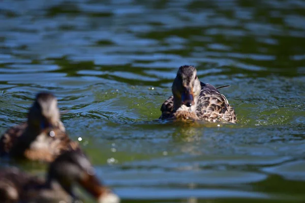 Vahşi Ördekler Nehirde Yüzer — Stok fotoğraf