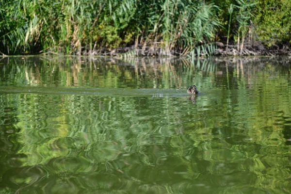 Vahşi ördekler nehirde yüzer