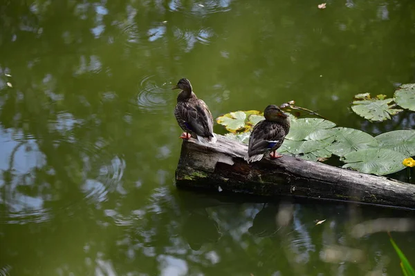 Vahşi ördekler nehirde yüzer
