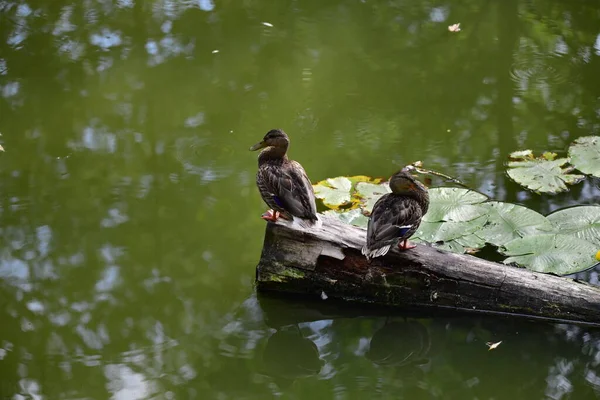 Vahşi ördekler nehirde yüzer