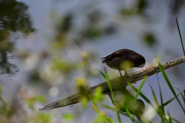 野生のアヒルが川で泳ぐ — ストック写真