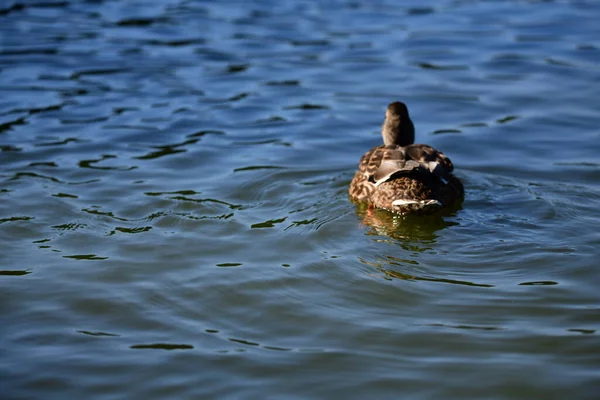 Anatre Selvatiche Nuotano Sul Fiume — Foto Stock