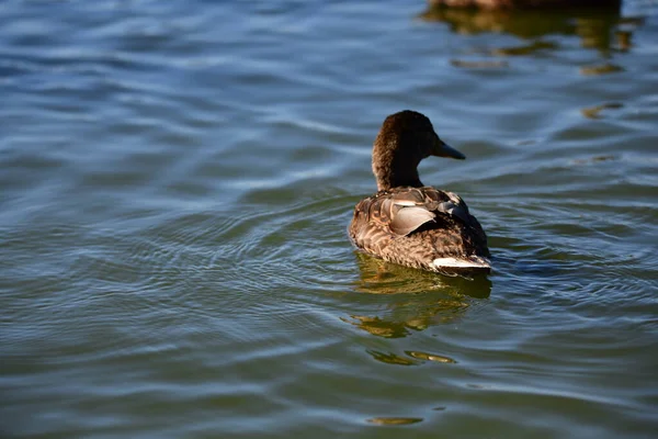 Patos Selvagens Nadam Rio — Fotografia de Stock